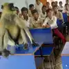 Monkey Sits In School,सर्वात नियमित विद्यार्थी! वर्गात दररोज माकडाची ...