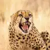 How Does Cheetah Voice Sound; Video from Kuno National Park