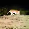 Leopard Hunting,नवरात्रीआधीच तुळजाभवानी मंदिरात शिरला बिबट्या, देवीसमोर ...