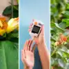 BResearch show Insulin Plant and Paneer che Phool control blood sugar ...