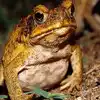 Father Cook Toad Curry,बेडूक घरात घुसल्यानं संतापला; तुकडे करुन शिजवले ...