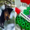 How Marburg Virus Spreads Its Symptoms Causes Treatment,Marburg Virus ...