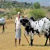 Dangi Cow,डांगी गायींच्या संख्येत वाढ, गोड दुधासाठी प्रसिद्ध,जीन बँकेची ...