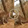 Leopard Morning Exercise,बिबट्याला सुर्यनमस्कार करताना पाहिलं आहे का ...