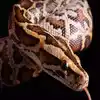 Worlds Longest Python Dies While Laying Egg,अंड अडकलं अन् जगातील सर्वात ...