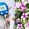 How to Use Sadaphuli or Sadabahar Plant to Control Blood Sugar in ...