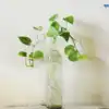 Where To Place Money Plant At Home As Per Vastu