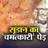 Sudan Tree: सूडान के अनोखे पेड़ की कहानी, जिसका 'फल' कोल्ड ड्रिंक में ...