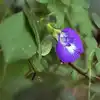 Neele Phool ke Upay, Totke: नीले रंग का यह फूल है बेहद लाभकारी ...