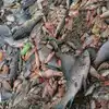 Ballia golden fishes death due to scorching heat - बलिया में भीषण गर्मी ...