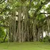 500 Years Old Banyan Tree in Bulandshahr UP: यूपी के बुलंदशहर में मिला ...