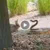 Rabbit Snake Fight Video, Khargosh Aur Saap Ki Ladai Ka Video: खरगोश को ...