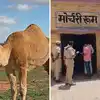जैसलमेर के पोखरण फील्ड फायरिंग रेंज में बम फटने से ऊंट मालिक की मौत हो ...