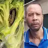 Snake In Broccoli Viral Image: आईला! ब्रोकली में सांप, बुजुर्ग के साथ ...
