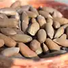 Pine Nuts Benefits | Chilgoza Khane Ke Fayde in Hindi: काजू बादाम का बाप  निकला ये मेवा, शरीर फौलादी दिमाग आइंस्टीन सा भी तेज बना देगा