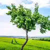 Vvip Tree In Madhya Pradesh,मध्यप्रदेश के इस पेड़ को मिलती है Z+ ...