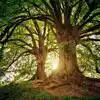 Parijat Tree Barabanki History,यूपी के इस गांव में है स्वर्ग से टपका एक ...