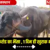 Pushkar mela : 10 करोड़ का भैंसा देख हो जाएंगे हैरान, इसकी 1 दिन की ...
