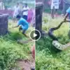 Snake Viral Video | Karnataka Python Rescue Viral Video: बहादुर बच्चे ...
