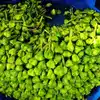 water chestnut benefits, water chestnut recipe, water chestnut boiling ...