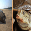 Rare Turtle Species,भारत में पहली बार फ्रॉग हेड टर्टल ने बनाया ठिकाना ...