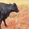 Cow Eats Python,Cow Eats Python: 4 फुट लंबा अजगर खा गई गाय तो गौशाला ...