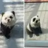 Dogs Pandas Viral Scams,Fake Panda Ka Video: पांडा नहीं थे तो चिड़ियाघर ...