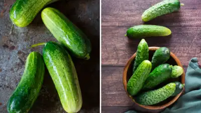How To Identify Bitter Cucumbers,खरीदते वक्त ही पता चल जाएगा खीरा कड़वा है या  नहीं, अपनानी होंगी आसान ट्रिक - easy trick to identify bitter and sweet  cucumber while buying - Life-hacks