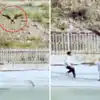 Viral News,Eagle Attack Video: बच्चे को लेकर उड़ने वाला था बाज, तभी ...