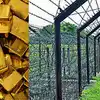 Gold Smugglers India Bangladesh Border,भारत-बांग्लादेश बॉर्डर से BSF ने फिर  पकड़ा करोडों का सोना, जानिए कैसे तस्करों का प्लान हुआ फेल - bsf seized  crores of gold from india ...