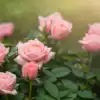 How To Grow Perfect Roses,गमले में चाहिए एक दम परफेक्ट गुलाब, तो जान ...