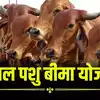 राजस्थान से अब 'आवारा पशु' गायब! भजनलाल सरकार शुरू करेगी मंगल पशु बीमा ...