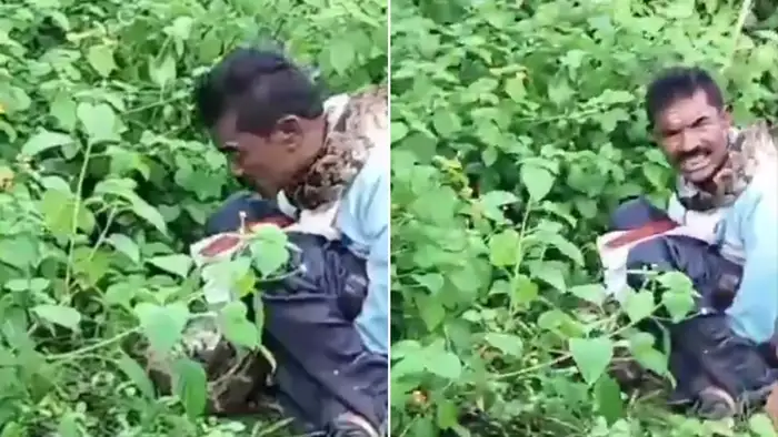 Ajgar Ne Ki Insan Ko Nigalne Ki Koshish Video,खुले में शौच कर रहे शख्स ...