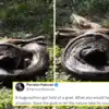 Huge Python Eating Goat Video । Ethics Question,विशालकाय अजगर ने कुंडली ...