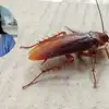 Cockroach Kaise Bhagaye Chef Pankaj Bhadauria,घिन्न दिलाने वाले कॉकरोच ...