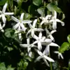 Chandni Flower Plant Ki Dekhbhal Kaise Karen,बारिश के मौसम में भी ...