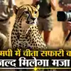 वाह! कूनो जंगल में बनाई जाएगी दो चीता सफारी, काम में जुट गए हैं अफसर ...
