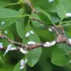 How To Remove Mealybugs From Plants,मिलीबग का आतंक पौधे के साथ बगीचे को ...