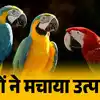 Argentine Parrot Invasion,दुनिया का ये शहर तोतों से लड़ रहा 'जंग', पास ...