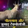 Bihar: नीलगाय के आतंक से परेशान किसानों ने निकाली गजब की जुगाड़ ...