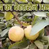 सर्दियों में सफेदा अमरूद नहीं खाया तो क्या खाया, जानिए विंध्य के इस ...