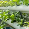 Pvc Pipe Me Plant Lgane Ka Tarika,50 गज की छत पर लगा सकते हैं 250 से ...