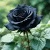 How To Grow Black Roses Flower At Home,बहुत कम लोग जानते होंगे कि घर ...
