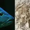66 Million Year Old Fish Vomit : 6 करोड़ साल पुरानी मछली की उल्टी ने ...