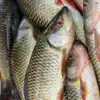 How To Buy Fresh Fish With Ajay Chopra Tricks,मछली की आंख देखकर ही पता ...