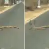 Three Snakes Fighting On Road For Supremacy, Viral Video: सड़क के बीचों ...