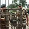 वन विभाग की टीम को बंदर रेस्क्यू करना महंगा पड़ गया? मिर्च पाउडर से हुआ ...