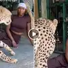 Cheetah Aur Mahila Ka Video,Cheetah Ka Video: चीता को जमीन पर शांत लेटा ...