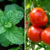 Ek Gamle Me Tamatar Or Pudina Kaise Ugayen,एक ही गमले में उगा सकते है ...