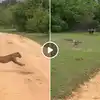 Leopard Chases Langur Viral Video,लंगूरों को दौड़ता देख मोर देख रहा था ...